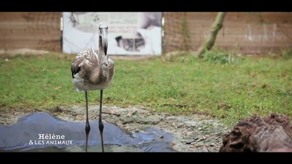 Hélène et les animaux - Ces animaux, carte postale d'une région - 24/10