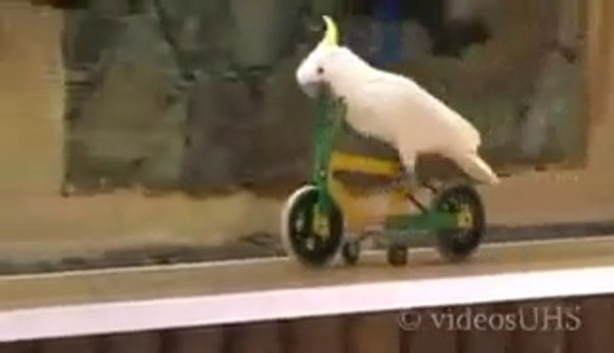 pigeon drive cycle