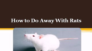 how to catch a rat