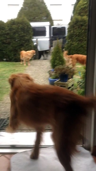 2 chiens Golden Retriever aident leur maître à porter les sacs de course