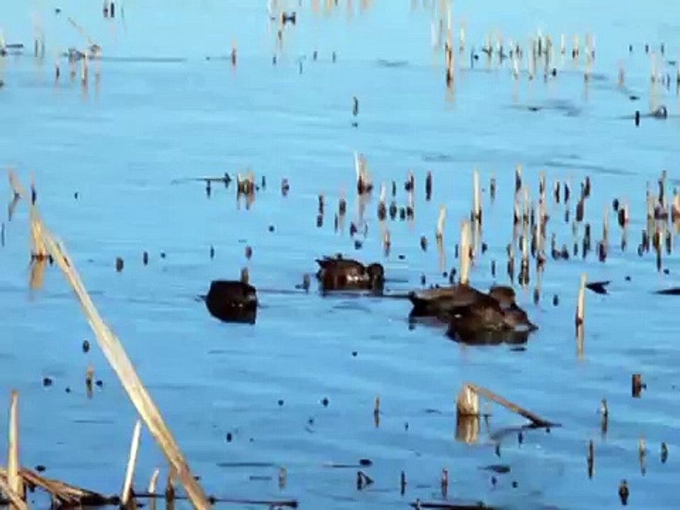 GADWALL DUCK