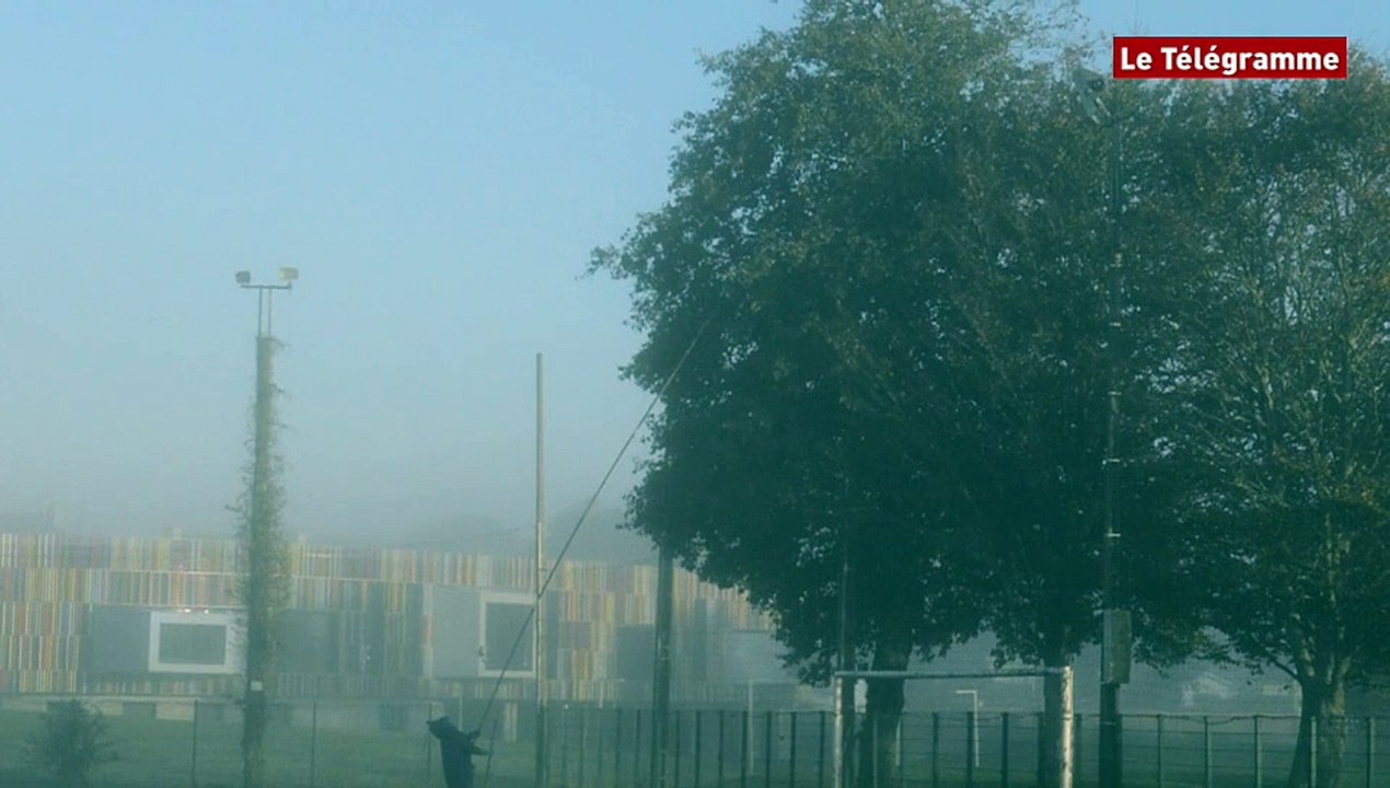 Guipavas (29). Destruction d'un nid de frelons asiatiques à Kercoco