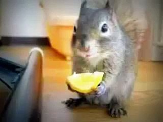 Белка ест кусочек лимона