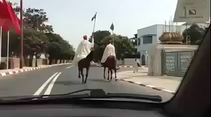 سقوط حصان القصر.. هههههههه قوسات عليه .. جاب الربحة حدا القصر