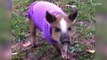 Rescued baby pig trots around in handsome purple sweater