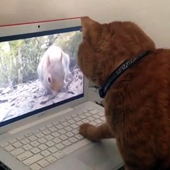 Chat vs écureuil ordinateur