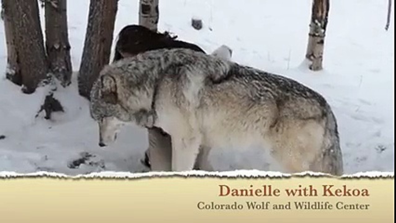 Wolf and girl
