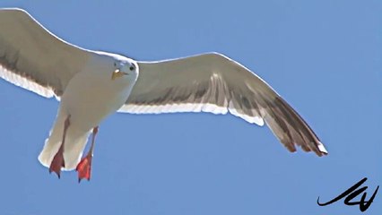 LYNYRD SKYNYRD - FREEBIRD