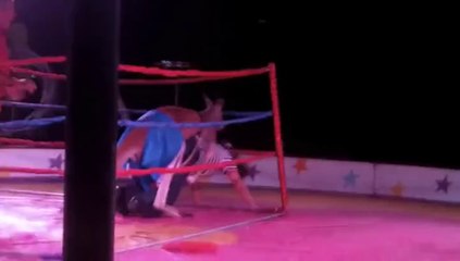 Un combat entre un kangourou et une femme qui tourne mal