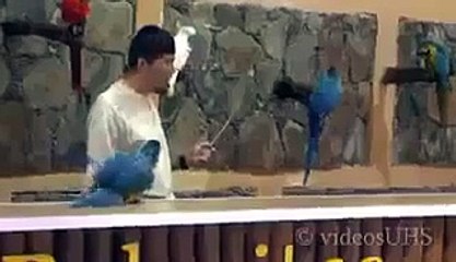 (2) Cockatoo and Macaws- Aweesum_2