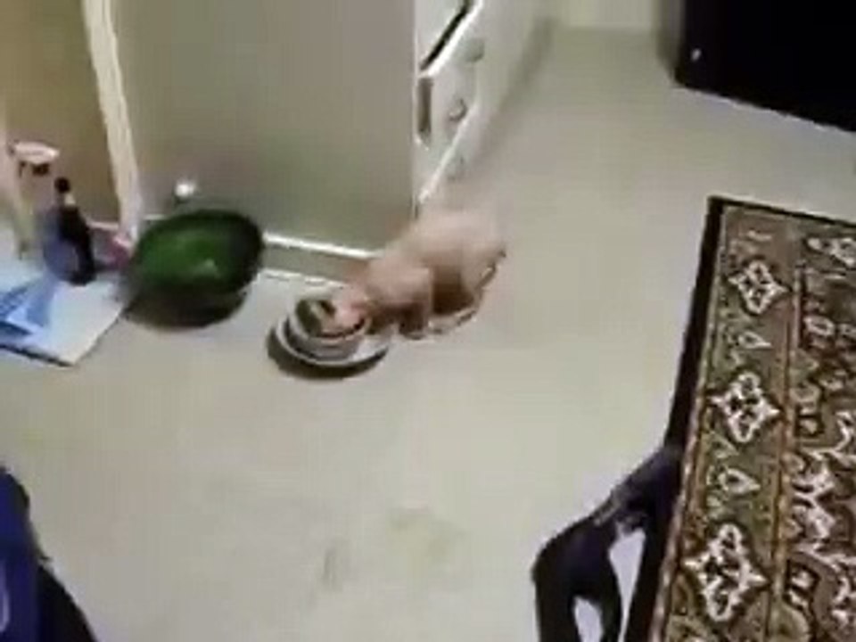 Жадина говядина