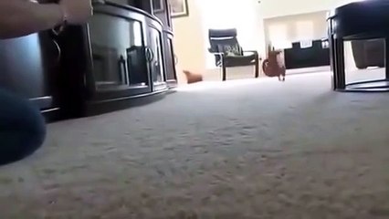 Убойная такса офигеть не встать