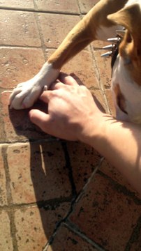 American Staffordshire Terrier, 9 Months old (Americki staford)