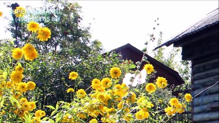 дома,дачи.ремонт перемещение