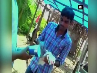 Fireworks with Live Pigeons in india