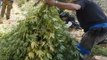 Imperia - Sequestrata una maxi piantagione di marijuana (08.10.15)