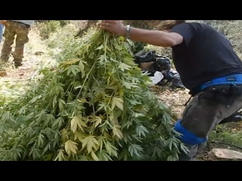 Imperia - Sequestrata una maxi piantagione di marijuana (08.10.15)