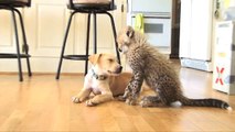 Ce chien et ce guépard sont les meilleurs amis du monde