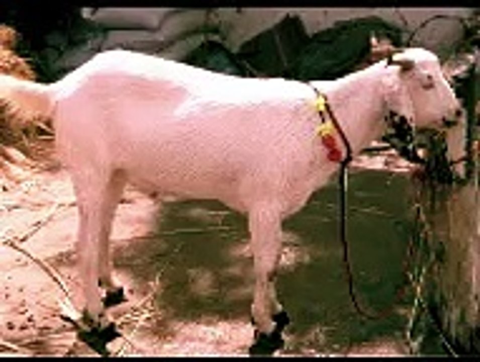 Report of Hira Zaki DHA Bakra Mandi
