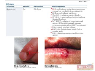 Microbiology Virology Part 2