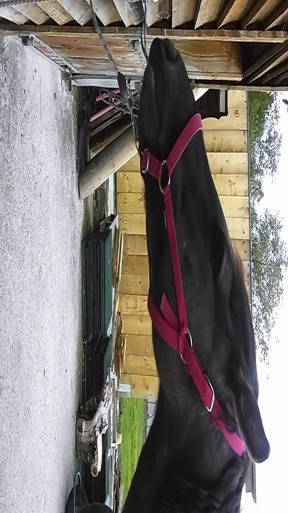 Igor, sage à l'attache, comme d'hab' !