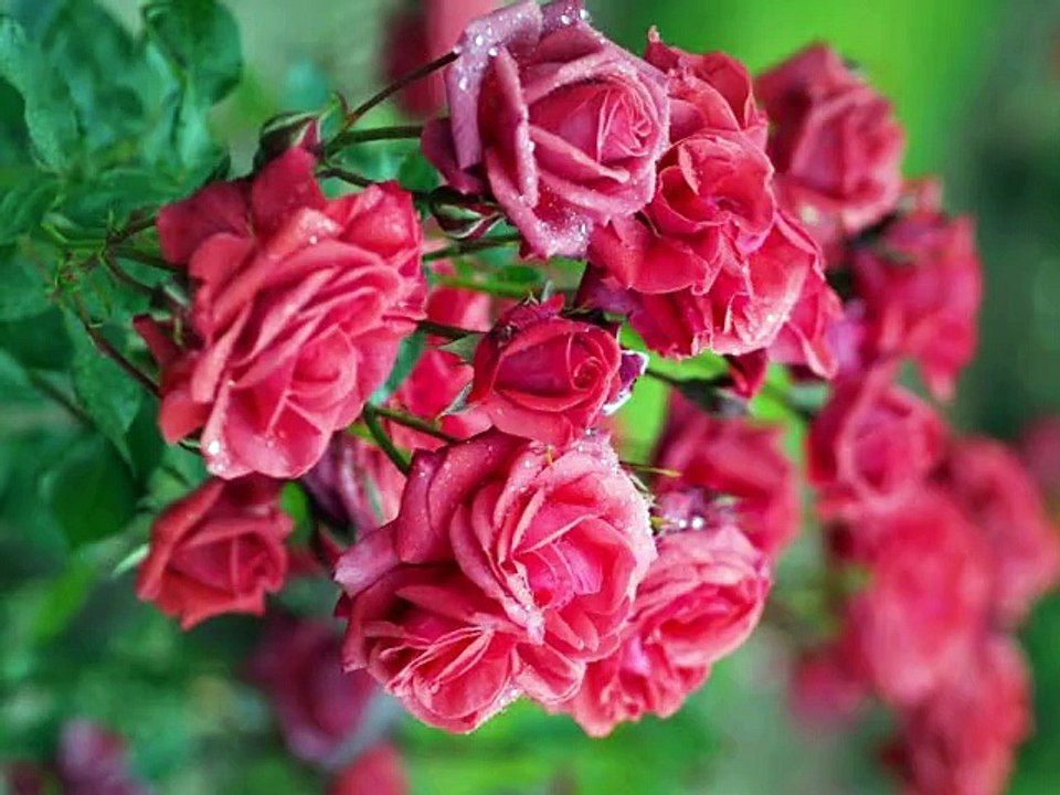 MUAZZEZ ERSOY-AYRILMALIYIZ ARTIK