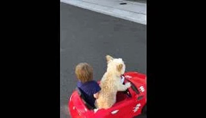 Cette petite chienne est juste extraordinaire