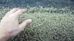 Man puts his hand in thousand baby Crabs Pile!