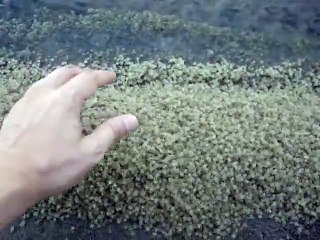 Man puts his hand in thousand baby Crabs Pile!