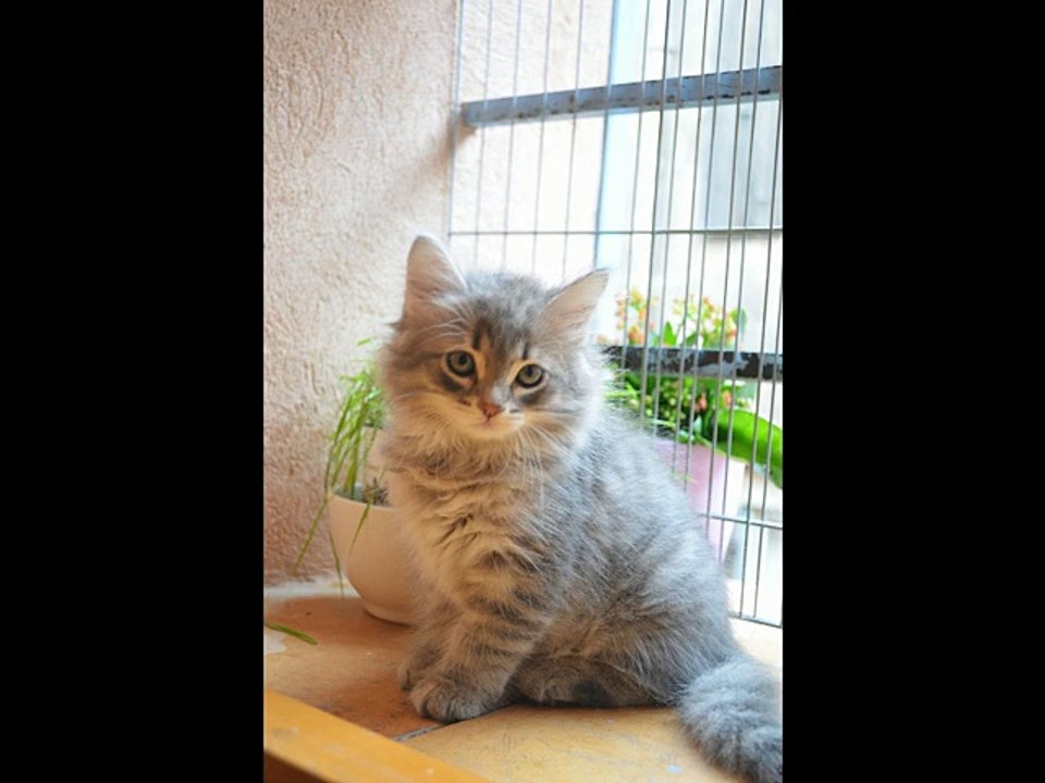 chatons 2ème portée 2 mois