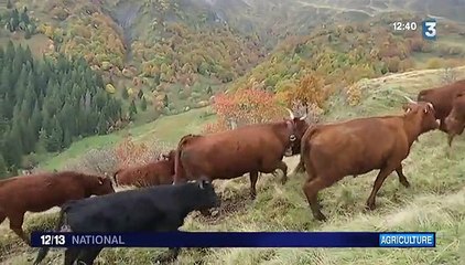 La viande de Salers n'est pas épargnée par la crise