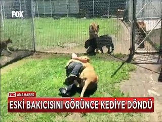 Eski bakıcısını görünce uysal bir kediye dönen Aslan