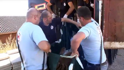 Un tigre exploité par un cirque en Bulgarie est secouru