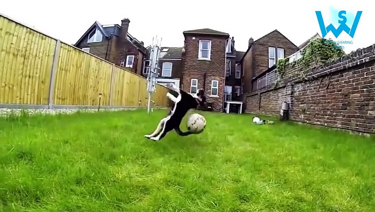 Funniest dog fails compilation