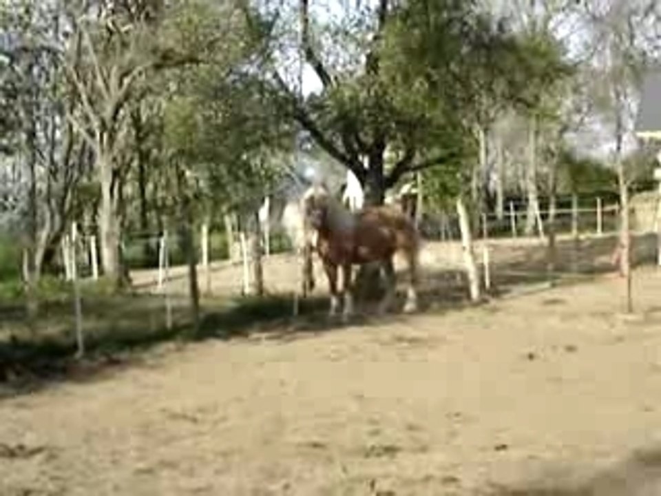 Poulains+Zora avril 2007 142