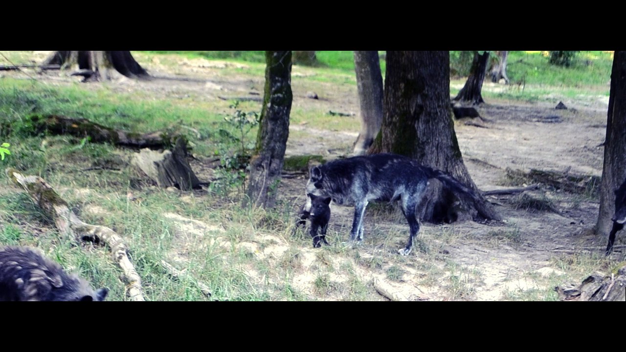 Les premiers pas de Morane, petite louve noire au Parc Animalier de Sainte-Croix