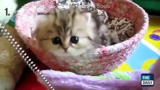 Funny Animals - Funny Dogs - Funny Cats - Funny Videos Animals 2015 Part 7