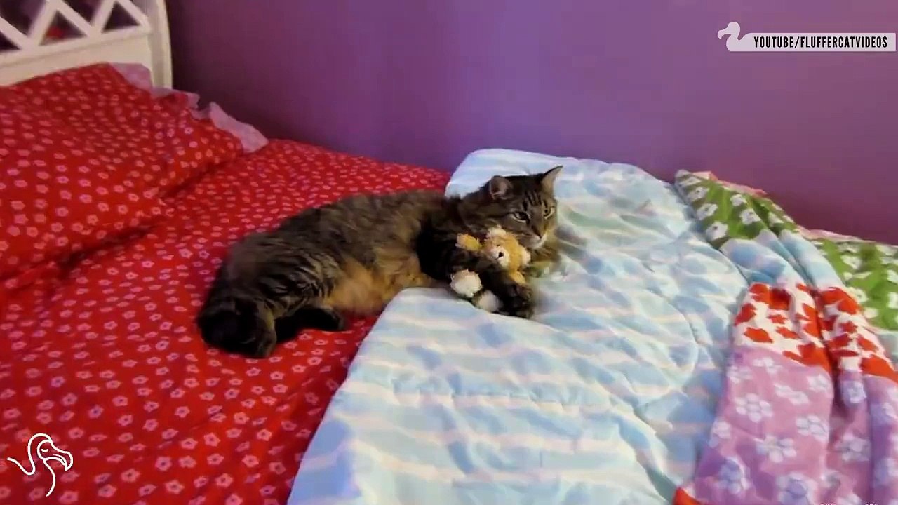 cats hugging toys