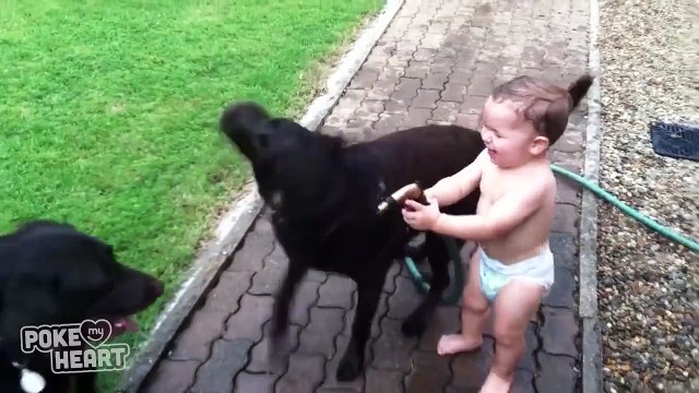 Милота, малыш играет с собачками!