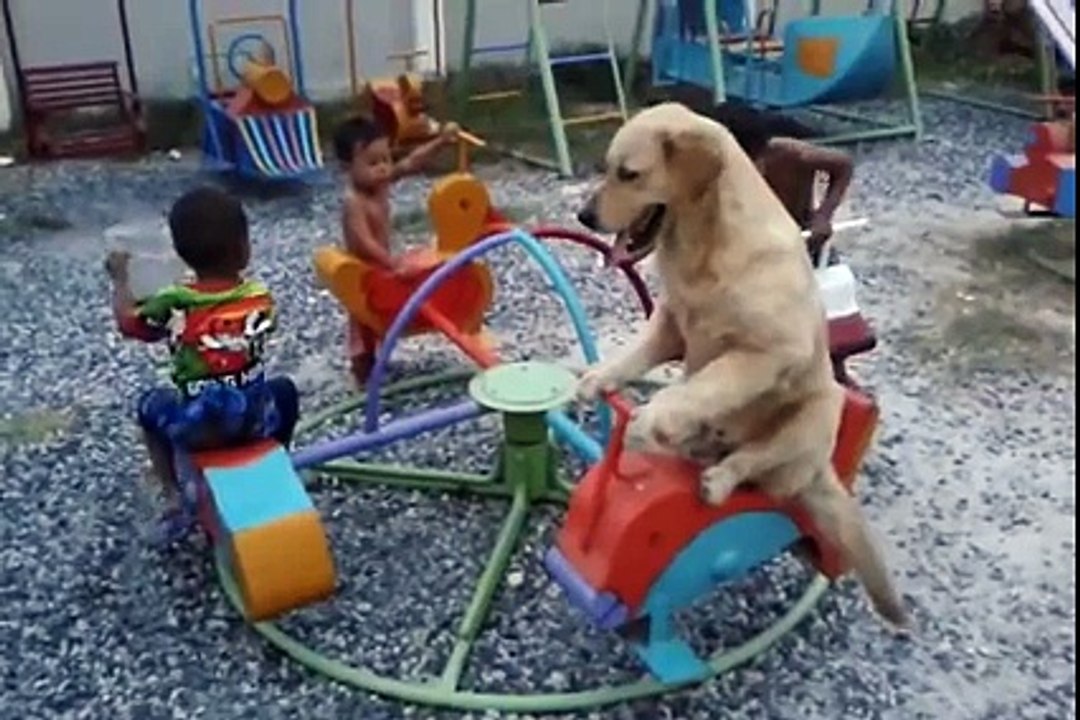 perro en carrucel