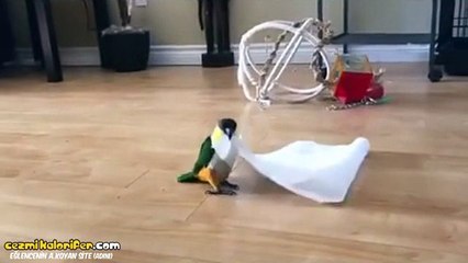 Bizzat Mahmut Tuncer Tarafından Yetiştirilen Halay Başı Kuşu