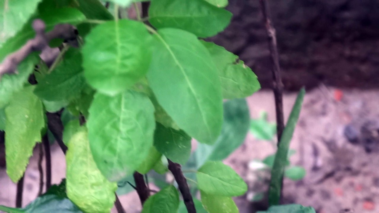 Indians Prayer Tree