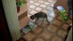 Chats drôles de chats mangent sans cuillère drôle à regarder!