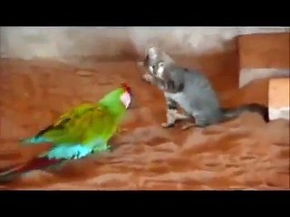 Funny Cats Top hits about cats funny to watch!