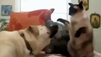 Funny cat This cat does not have a powerful boxers! It's funny to watch!