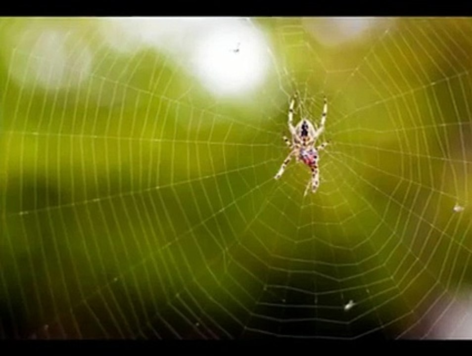 Pest Control Services Frisco TX _ Call 214-919-0021