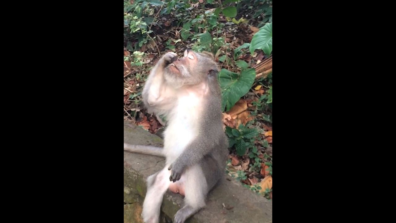 Monkey Picks Nose With Stick And Eats It