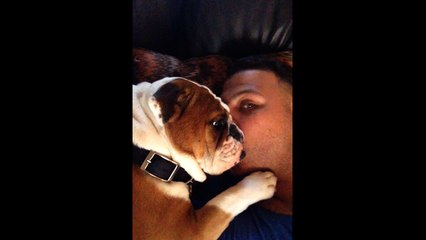 Adorable Bulldog Puppy Loves Owner&#39;s Kisses