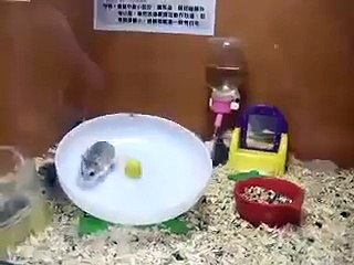 2 hamsters in a wheel