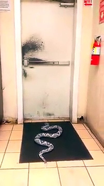 snake in the door